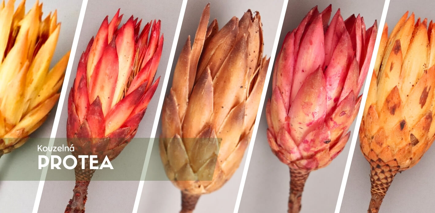 Sušená Protea – exotická květina pro jedinečné aranžmá